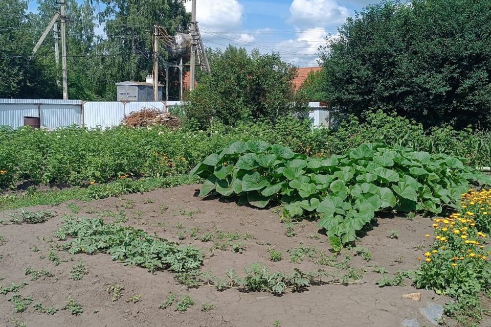 земля р-н Новосибирский СНТ Боровинка фото 3