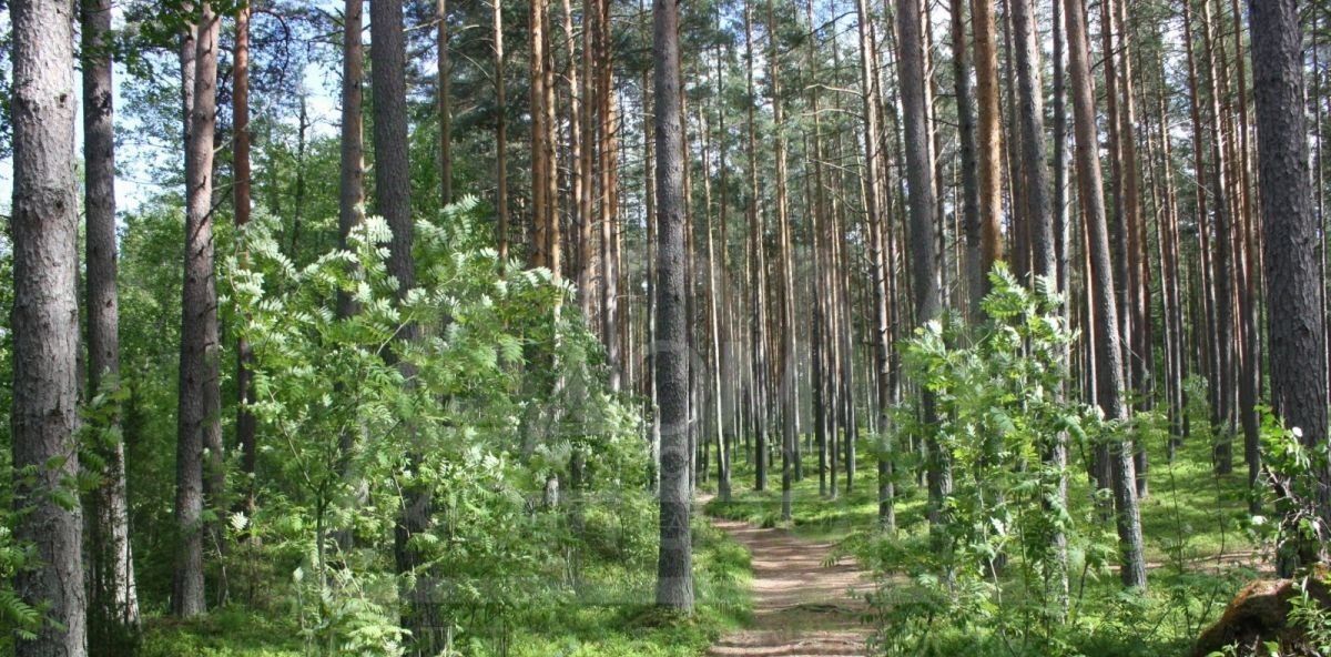 земля р-н Приозерский п Гречухино с пос, Девяткино, Громовское фото 14