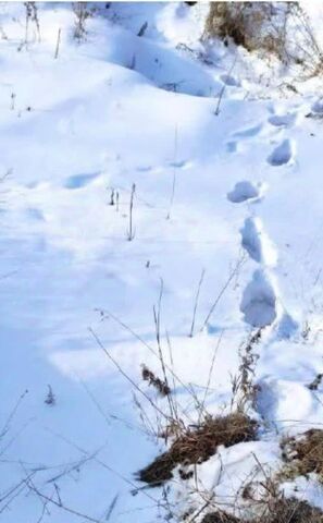 земля р-н Комсомольский с Новый Мир ул Лесная сельское поселение Село Новый Мир фото