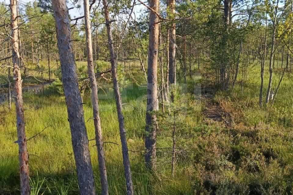 земля р-н Всеволожский СОСН Раздолье, Барбарисовая улица фото 3