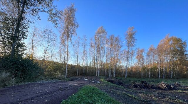 земля Кузнечнинское городское поселение, садоводческое товарищество, ул. Симферопольская, 300 фото