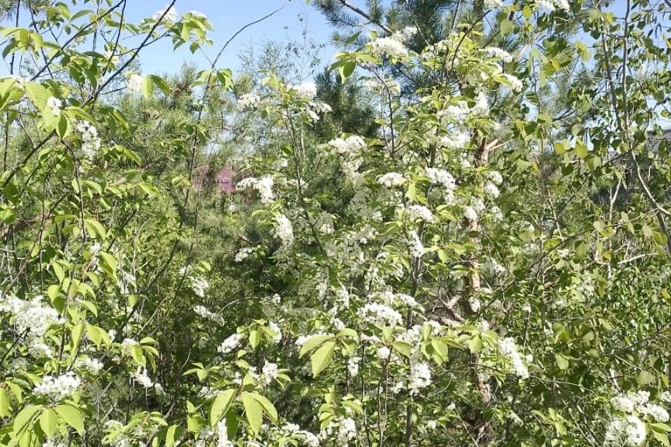 земля п Жатай городской округ Жатай, 3-я линия фото 8