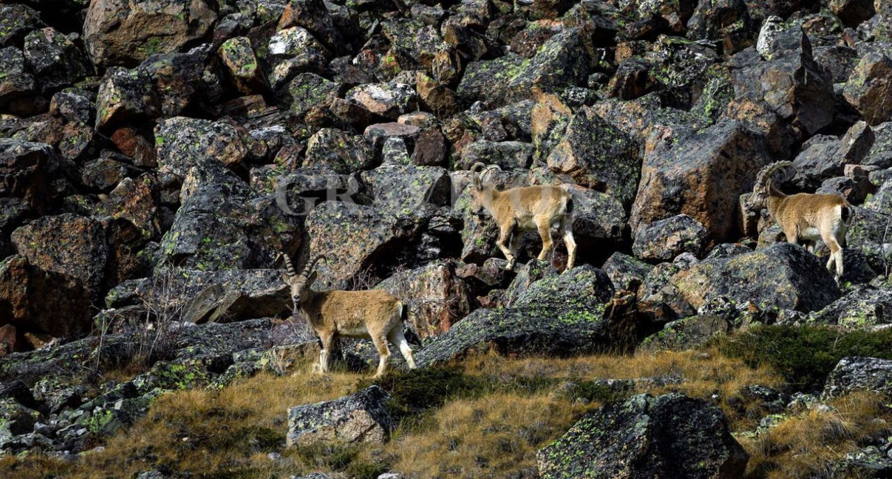 офис р-н Кош-Агачский с Кош-Агач фото 16