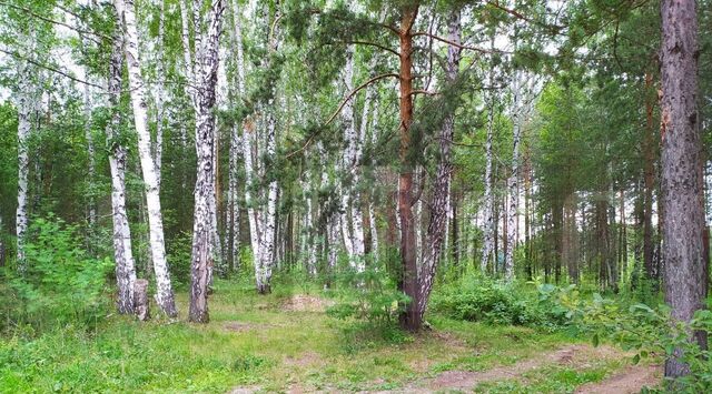 земля р-н Белоярский с Черноусово фото