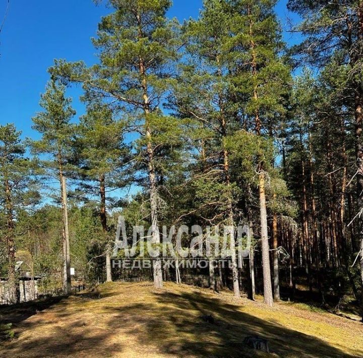 земля р-н Лужский Толмачево городской поселок, ул. Сосновая, 16 фото 3