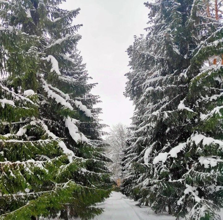 земля р-н Гдовский д Горка (Самолвовская волость) Шелест дп фото 4