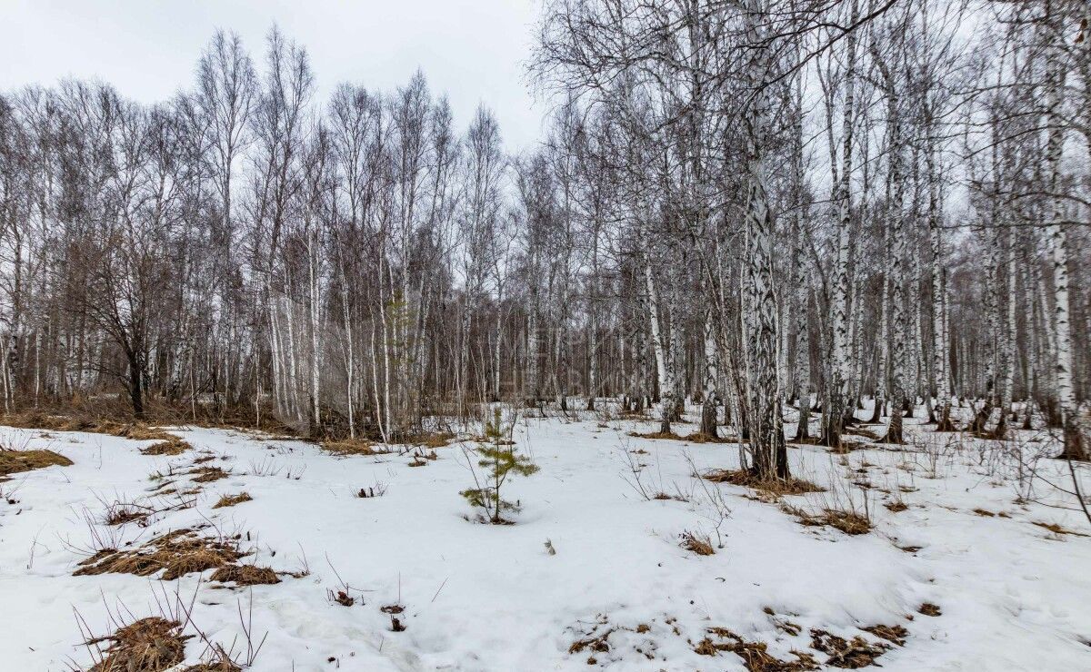 земля г Тюмень р-н Центральный снт Медик Гранатовая ул фото 12