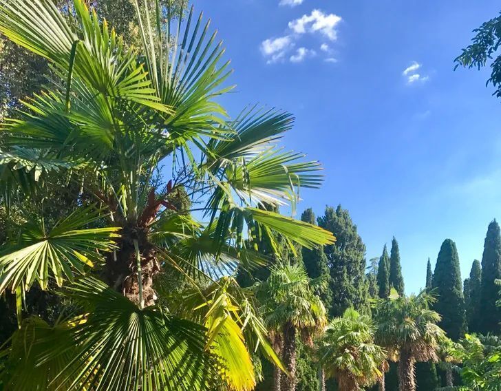комната г Ялта пгт Кореиз фото 9