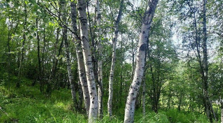 земля р-н Кольский нп Зверосовхоз ш Кильдинское Кильдинстрой городское поселение фото 2