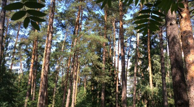 городской округ Одинцовский п Николина Гора Одинцово, просек 3-й Поперечный фото