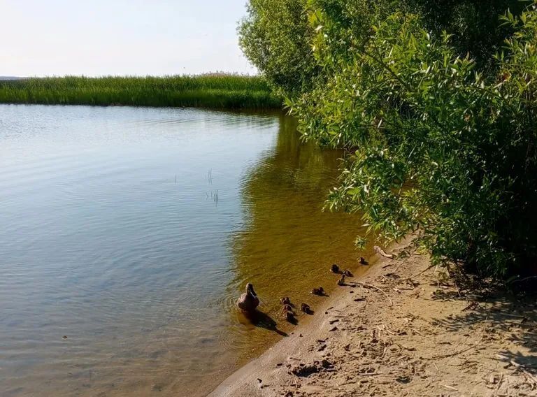 дом р-н Переславский с Купань ул Лесная 1г Переславль-Залесский муниципальный округ фото 14