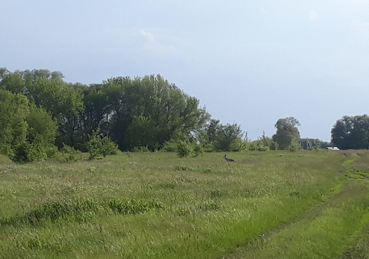 земля р-н Октябрьский д Ройково Черницынский сельсовет, Курск фото 8