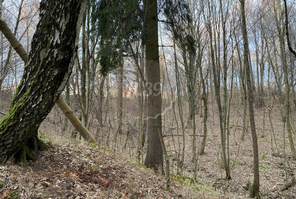 земля р-н Зеленоградский п Романово Зеленоградский муниципальный округ фото 2