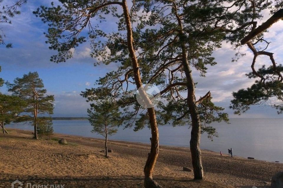 земля г Сосновый Бор Сосновоборский городской округ, Липово фото 4