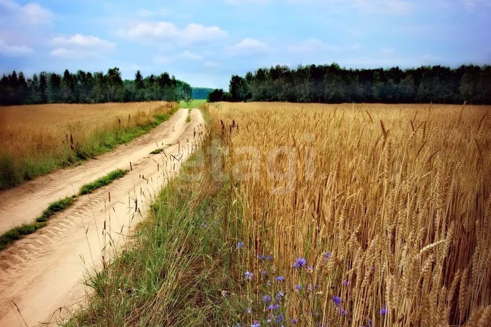 земля р-н Алтайский фото 1