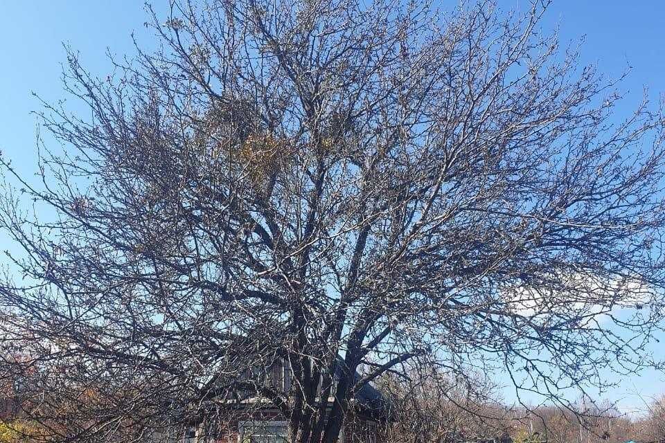 дом р-н Хабаровский СНТ Труд фото 1