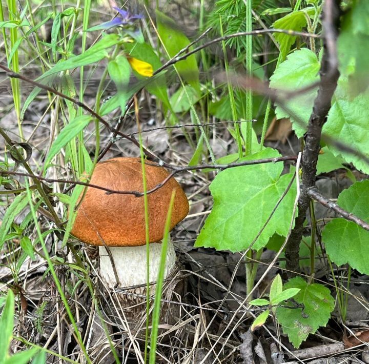 дом городской округ Клин д Кондырино Крупенино, 2Б, Клин фото 4