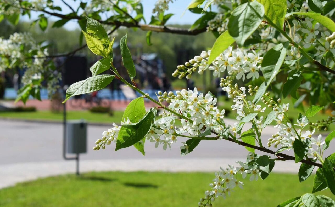 земля городской округ Чехов д Большое Петровское ул Славянская 43 км, коттеджный пос. Петровское парк, Чехов, Симферопольское шоссе фото 7