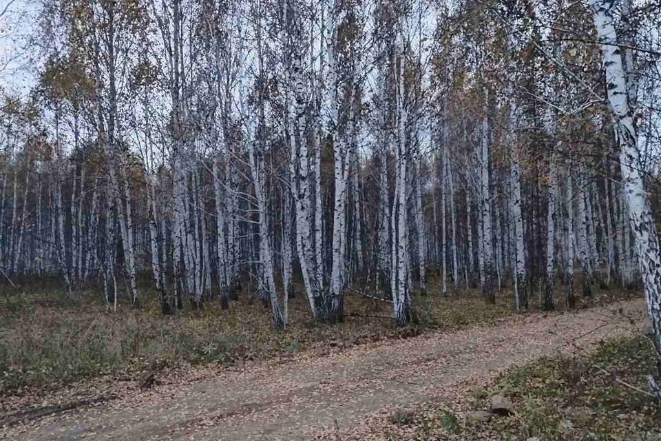 земля р-н Сосновский фото 1