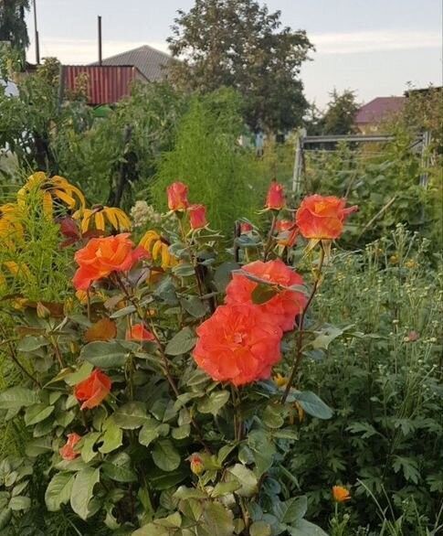 дом г Ленинск-Кузнецкий ул Краснопитерская Кемеровская обл. - Кузбасс, Ленинск-Кузнецкий фото 17