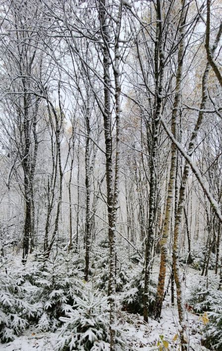 земля городской округ Одинцовский д Дютьково фото 3