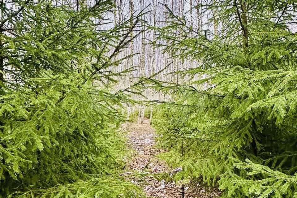 земля городской округ Ступино д Шелково Коттеджный посёлок Shelkovo Forest фото 2