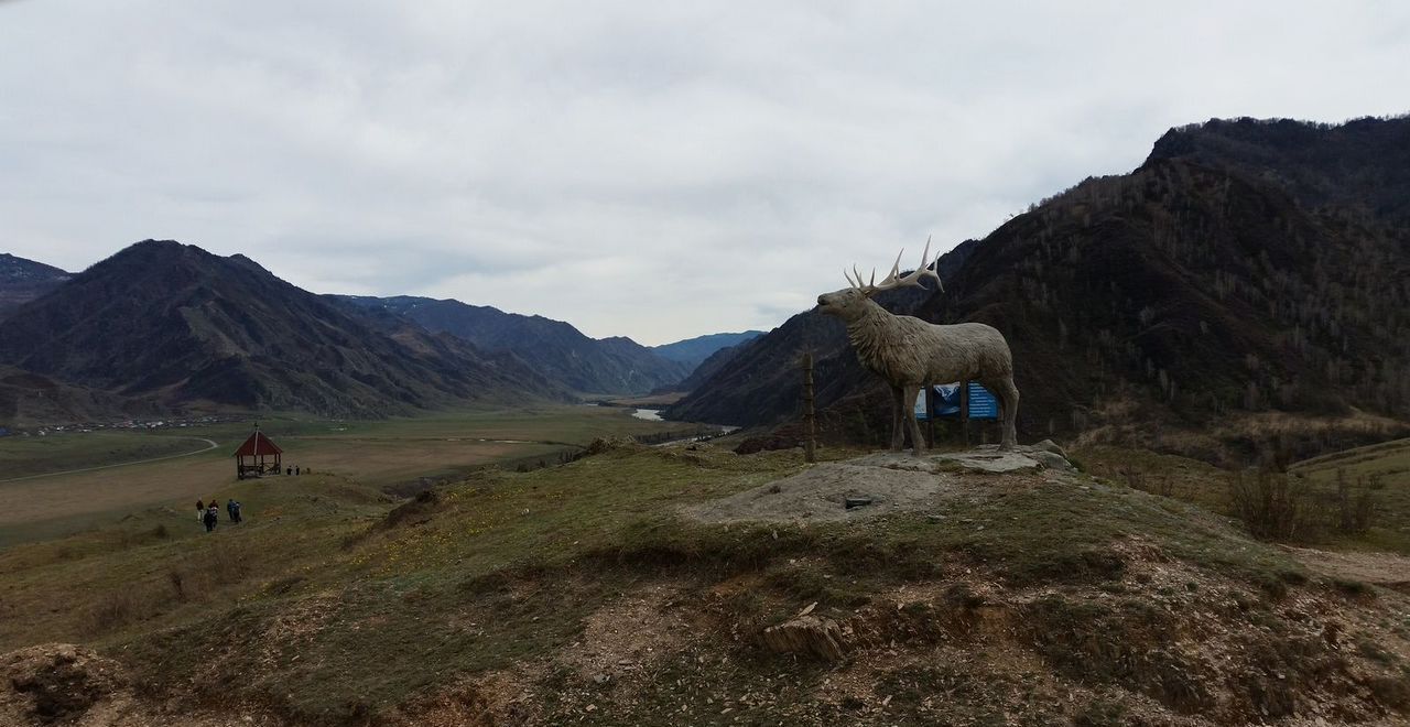 земля р-н Чемальский с Куюс Онгудай фото 2