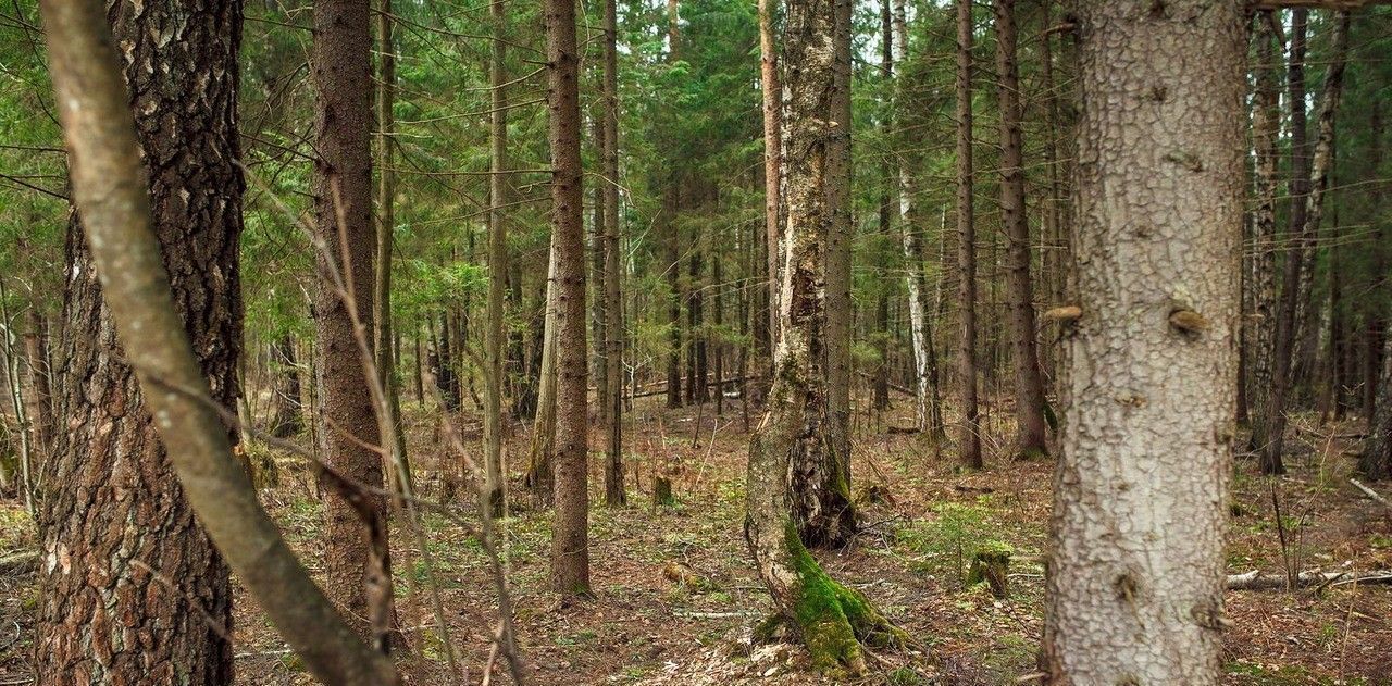 земля городской округ Можайский д Шишиморово фото 2