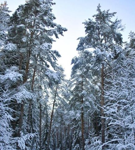 земля Кемеровская область — Кузбасс, СНТ Нагорное-Верхнее-1 фото