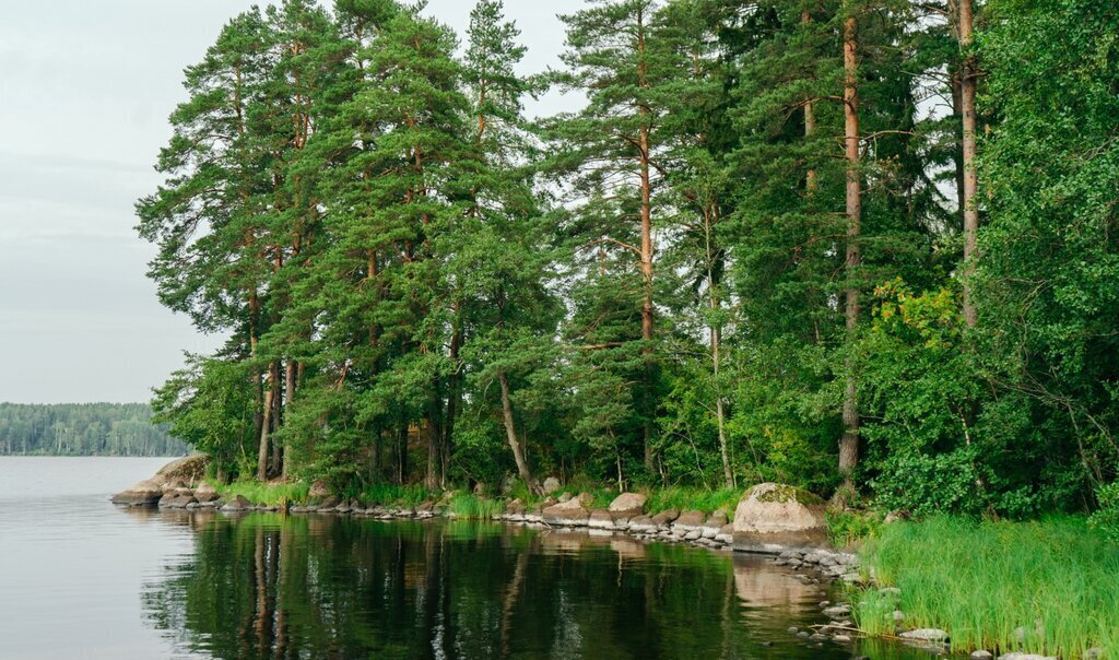 земля р-н Выборгский Приморское городское поселение, коттеджный посёлок Сосновый пляж фото 14