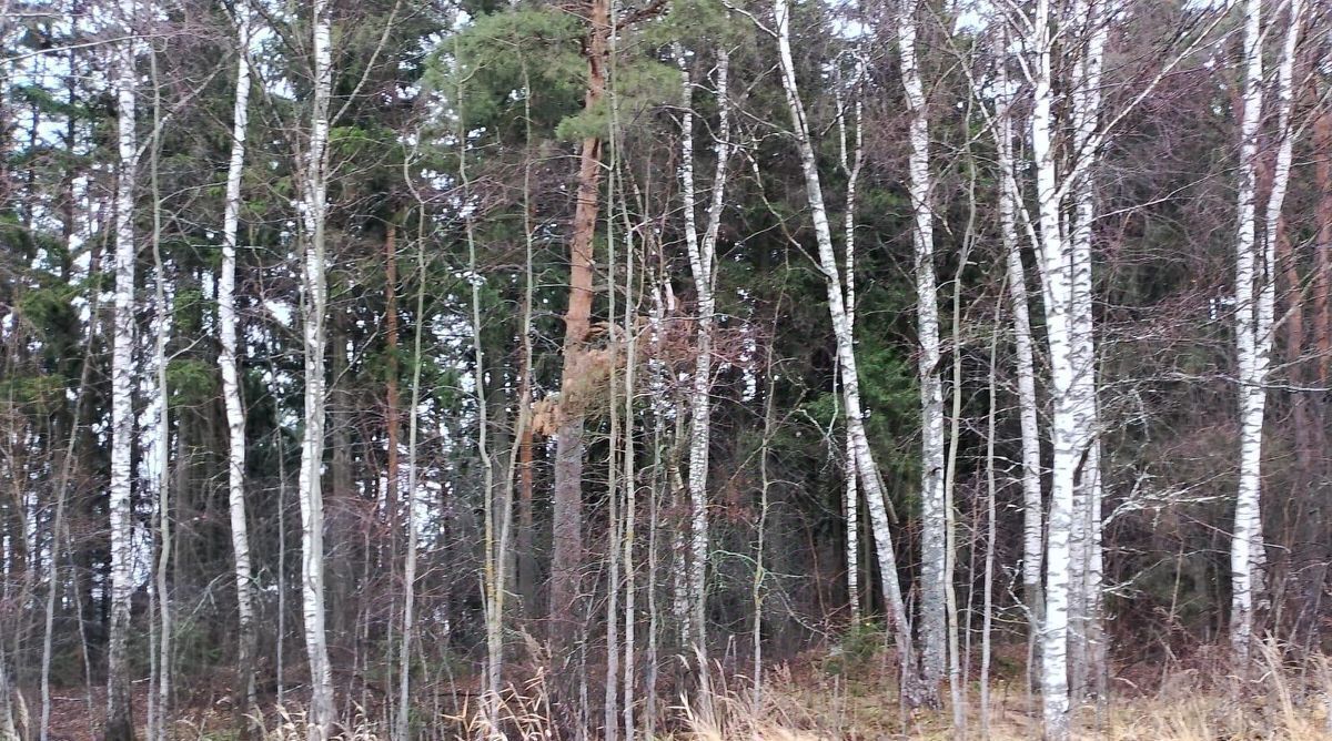 офис городской округ Истра д Подпорино фото 1