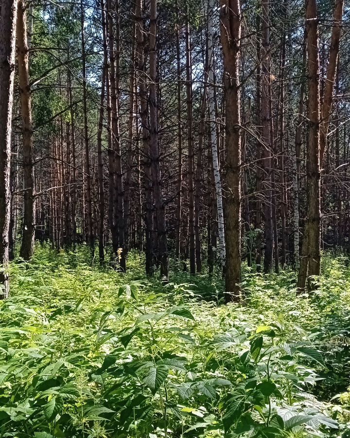 земля р-н Маслянинский п Нижняя Матренка ул Центральная 31 Маслянино фото 1