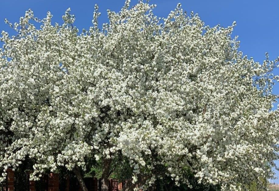 земля р-н Белоярский с Кочневское ул Ударников Белоярский г. о. фото 10