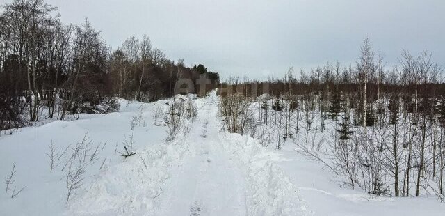 земля ДНП Зяблики фото