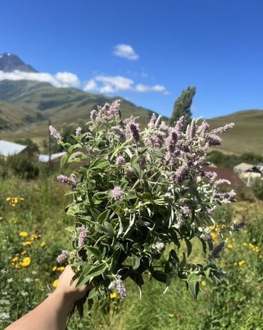 р-н Пригородный с Ламардон ул Б.Дзуцева Республика Северная Осетия — Пригородный р-н, Гизель фото