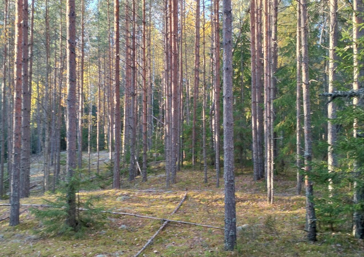 земля р-н Демянский д Овинчище Валдай фото 20