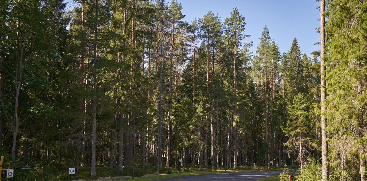 земля р-н Выборгский п Рощино аллея Еловая фото 4