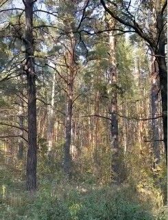 земля г Пенза р-н Железнодорожный снт Березка восточнее пос. Новая Жизнь СНТ фото 4