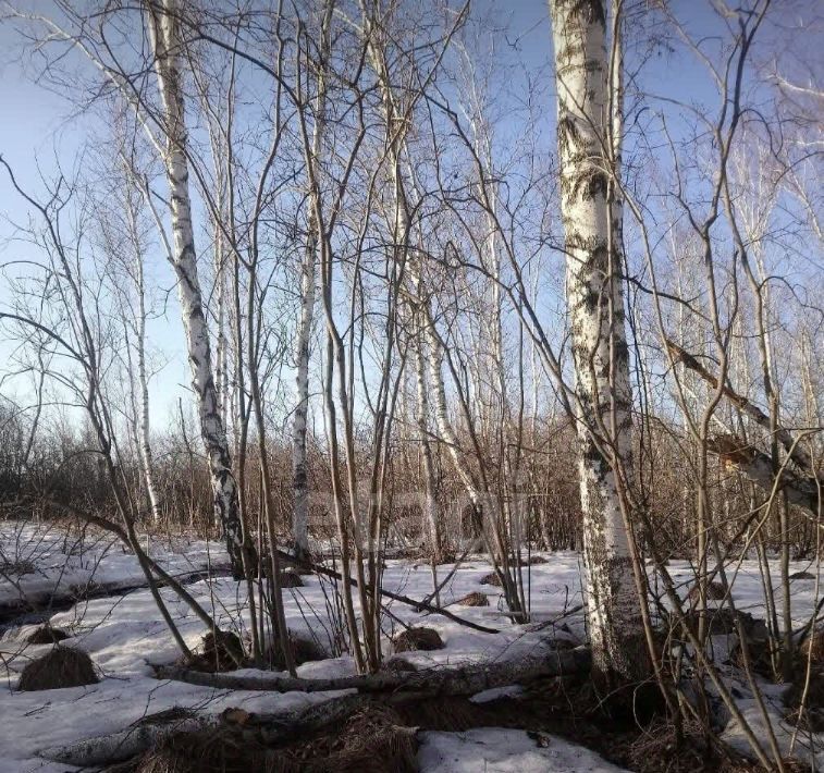 земля р-н Новосибирский с Каменка Каменский сельсовет фото 8