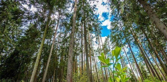 городской округ Одинцовский д Солослово Одинцово фото