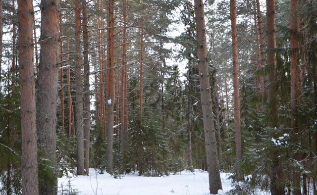 городской округ Клин д Акатово 58 км, Новопетровское, Ленинградское шоссе фото