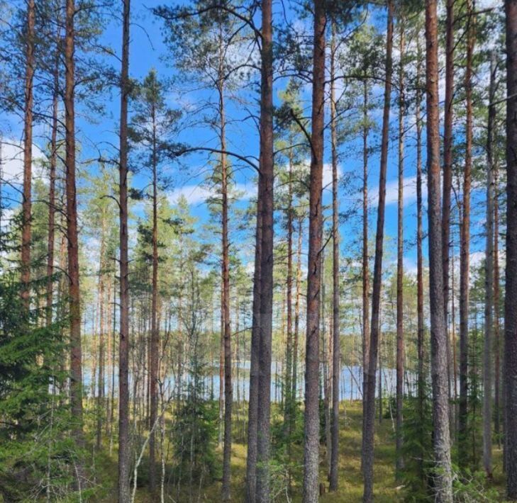 дом р-н Выборгский Приморское городское поселение, Тишь да гладь кп, 85 фото 38