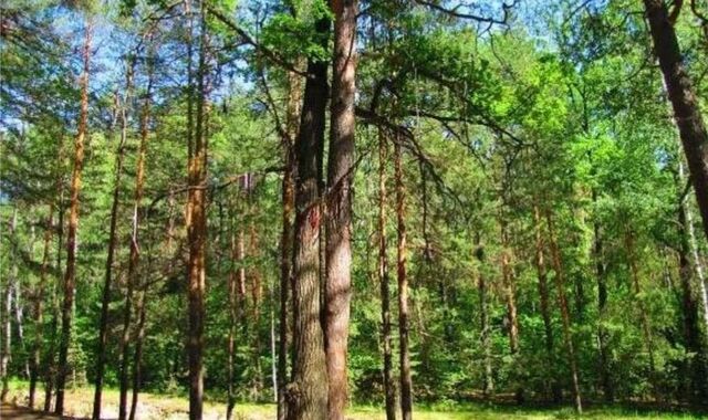 земля п Ждановский Нижегородский район кп. Зелёный Город, г. о. Нижний Новгород фото