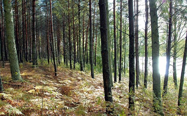 земля Пореченская волость, Великие Луки фото