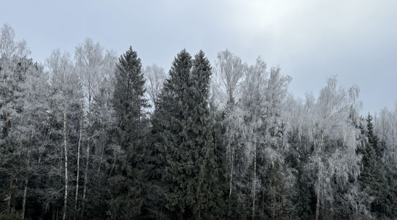 земля городской округ Пушкинский Лиса кп фото 3