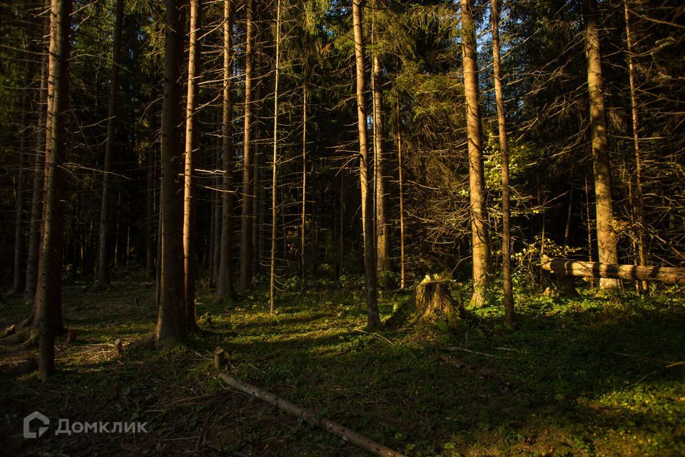 земля р-н Ломоносовский деревня Черемыкино фото 4