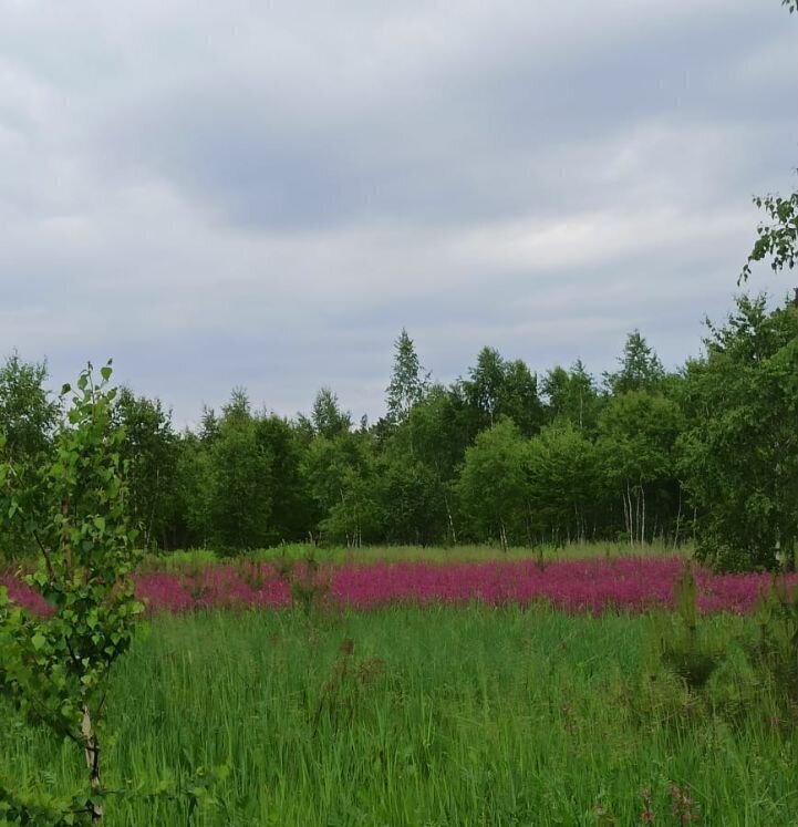 земля р-н Жуковский д Грибовка сельское поселение Высокиничи, Жуков фото 3