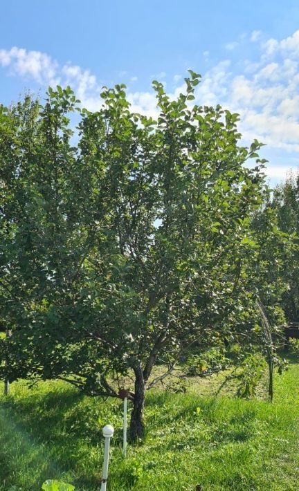 земля р-н Кстовский г Кстово Нижегородец СНТ фото 4