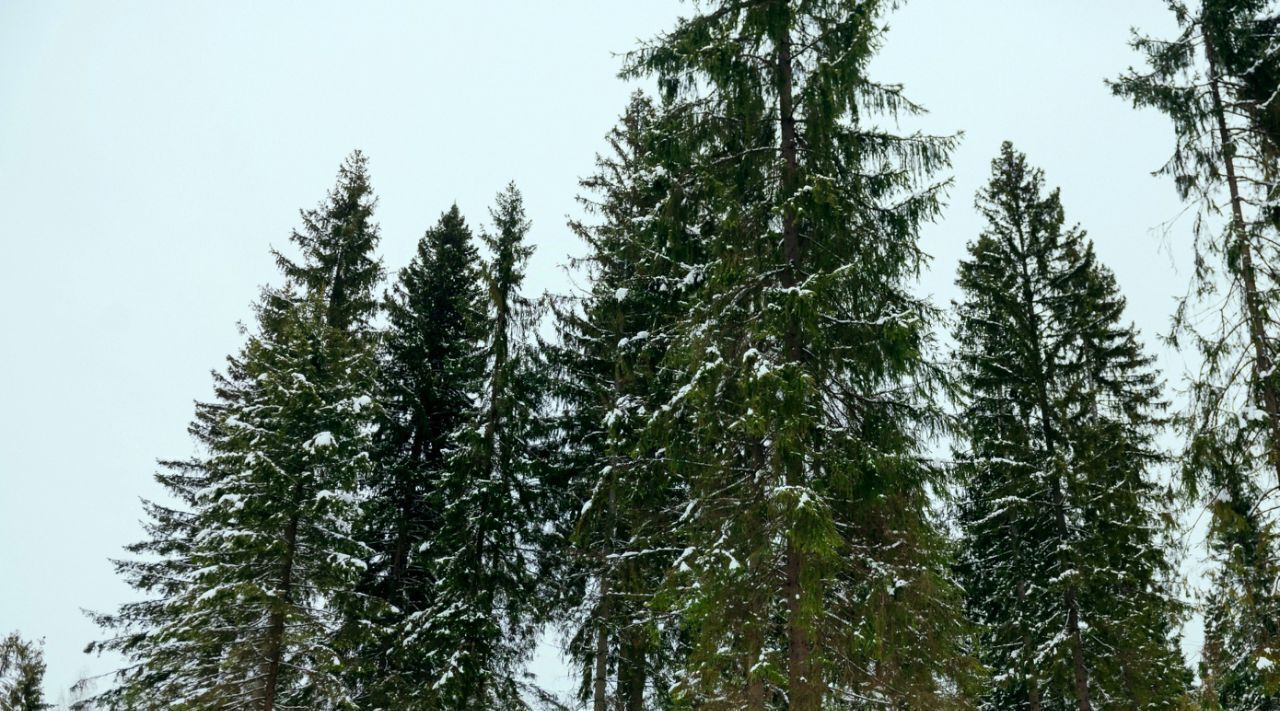 земля городской округ Клин д Поджигородово фото 4