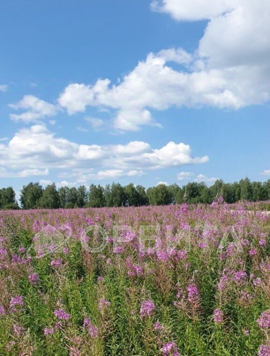 земля г Тюмень р-н Центральный снт Липовый остров фото 3